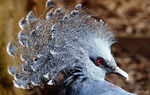 Crowned pigeon bird
