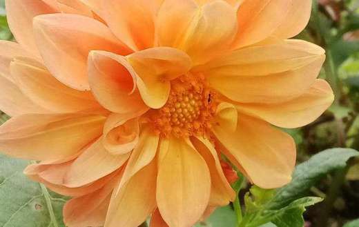 Dahlia pinnata flower