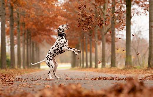 Dalmatian pet dog playing