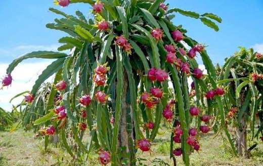 Dragon fruit tree like