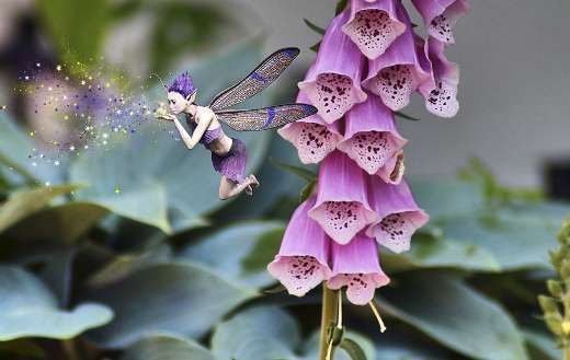 Flower and fairy online