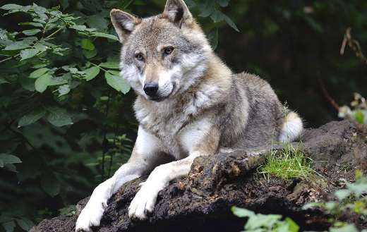 Forest canine animal wolf