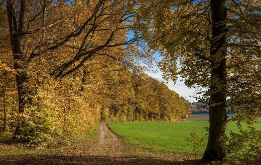 Forest fall color puzzle