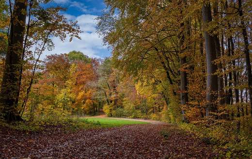 Forest path colorful trees autumn time