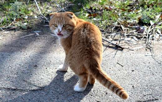 Ginger cat sight online