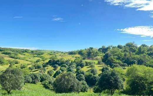 Green landscape nature