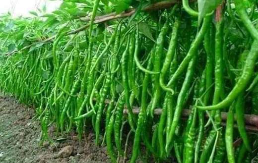 Green long chilli puzzle
