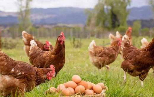 Hen and eggs of them