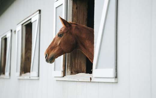 Horse inside the barn
