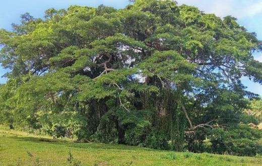 Huge big tree and landscape