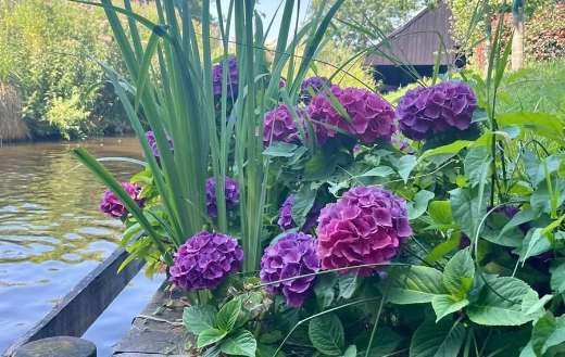 Hydrangea macrophylla plant with beautiful flowers