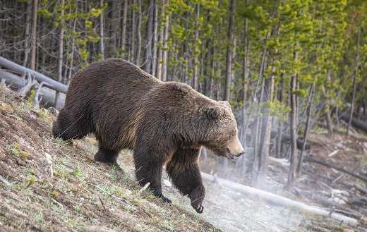 In nature mr grizzly bear