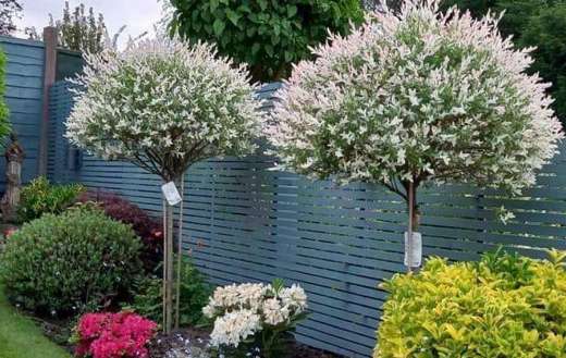Japanese pink willow in the garden