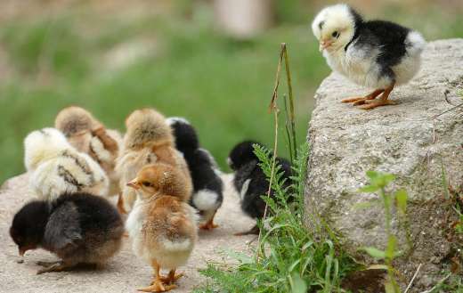 Jugs small baby chicken chicks