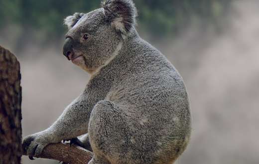 Koala animal 002
