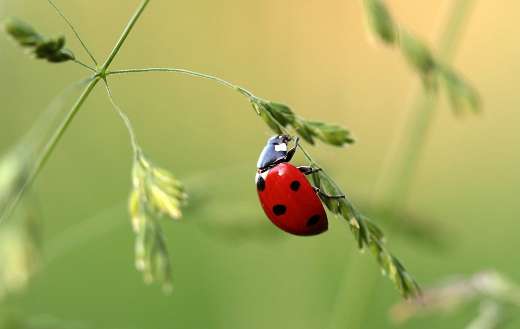 Lady bug beetle coccinellidae