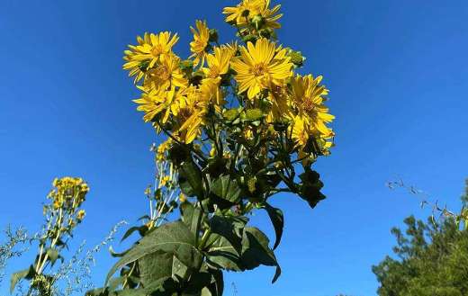 Laserwort flowers online