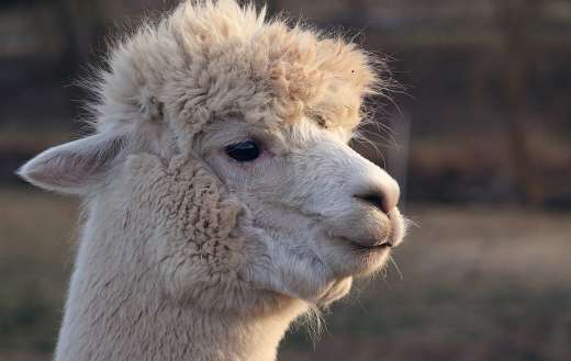 Llama alpaca animal