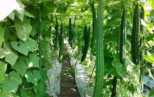 Luffa acutangula vegetables