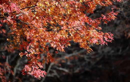 Maple tree foliage leaves