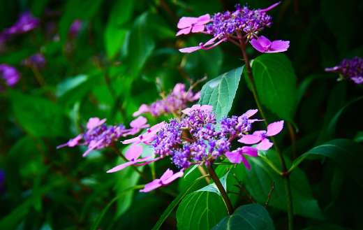 Rosy periwinkle flowers