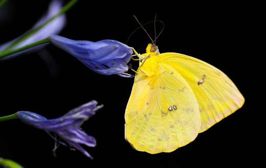 Yellow butterfly 002