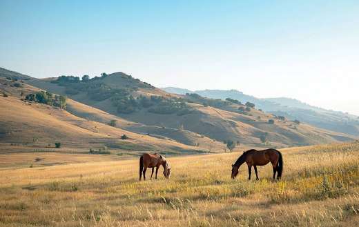A pair of horses grazing peacefully in a sunlight meadow