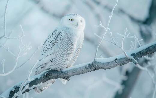 A snowy owl perched on a tree