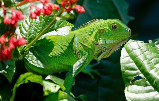 Beautiful green iguana color