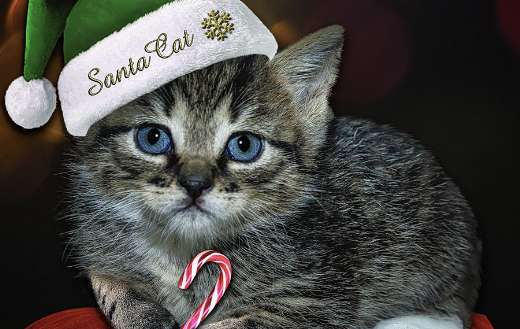 Cat kitty candy cane green santa hot