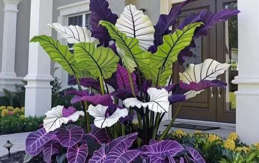 Different kinds of alocasia plant