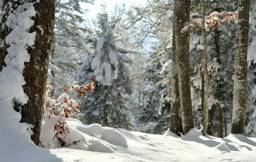 Forest during winter time