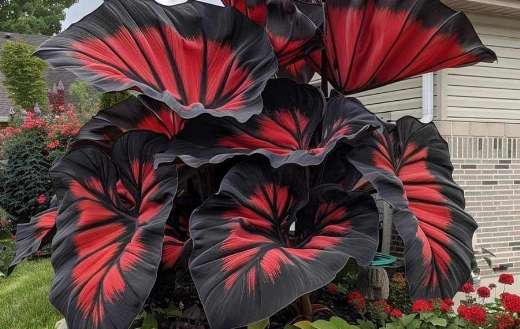 Giant caladium bicolor
