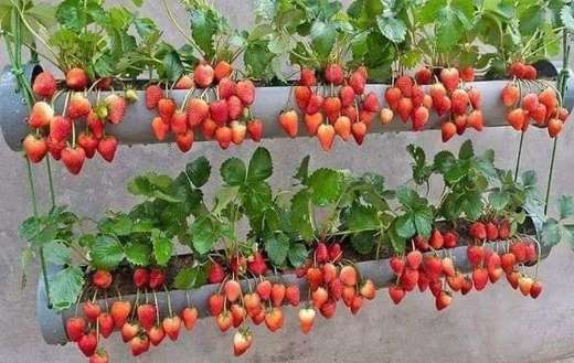 Hanging musk strawberry fruits
