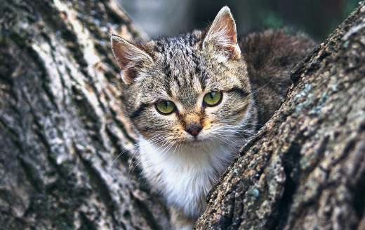 Kitty cat in the tree