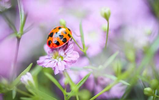 Lady bug in the pink flower