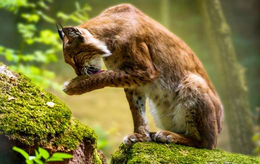 Lynx cat hunter animal