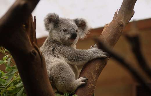 Marsupial koala animal