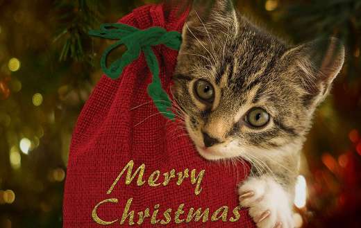 Merry christmas red bag kitten