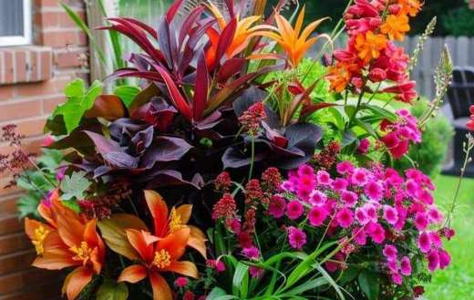 Mix plant flowers in pot