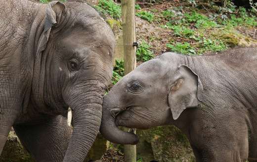 Mother and baby elephant bond