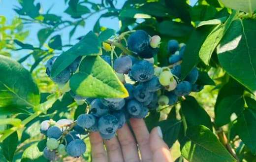 Northland blueberry