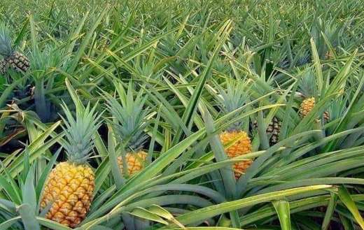 Pineapple fruits plantation