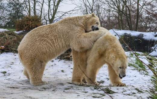 Playing or sweet moment polar bears