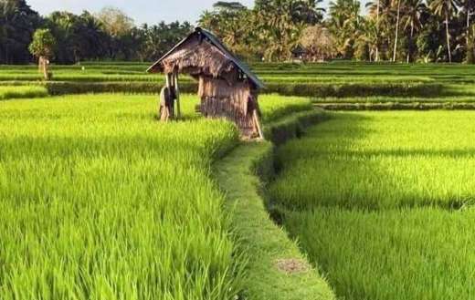 Rice field farm asia
