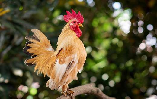 Rooster chicken animal