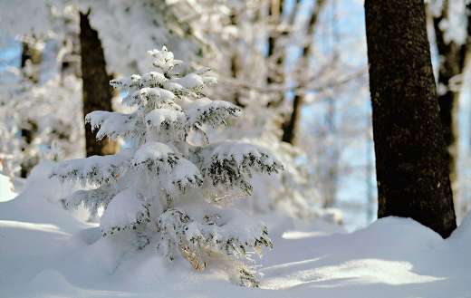 Small tree white snow