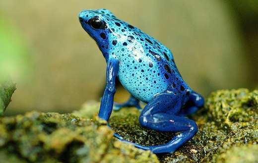 Terrarium amphibian frog