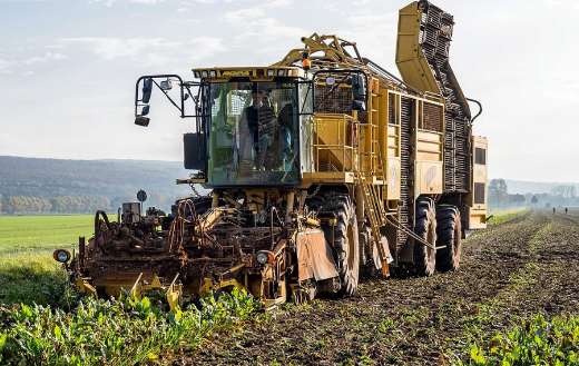 Turnip sugar beet harvesting machine