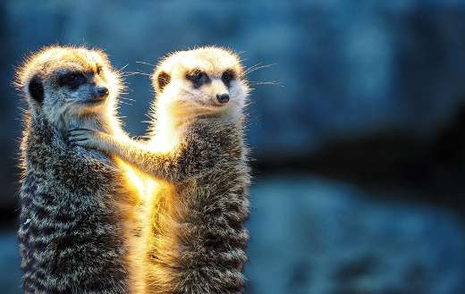 Two meerkat animals standing